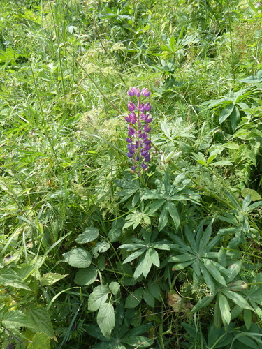 Bigleaf lupine (Lupinus polyphyllus)