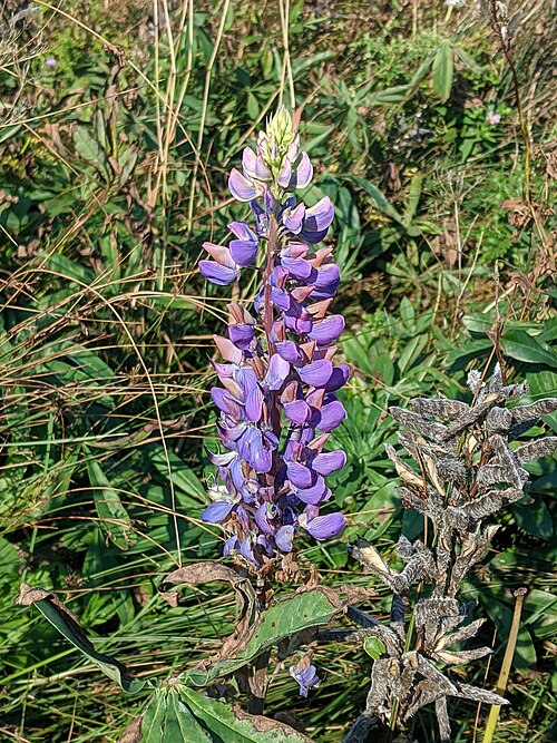 Bigleaf lupine: Large-leaved lupine