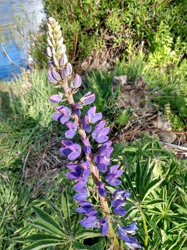 Bigleaf lupine (Lupinus polyphyllus)