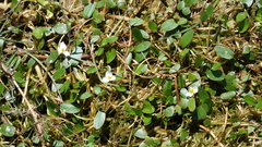 Floating water-plantain (Luronium natans)