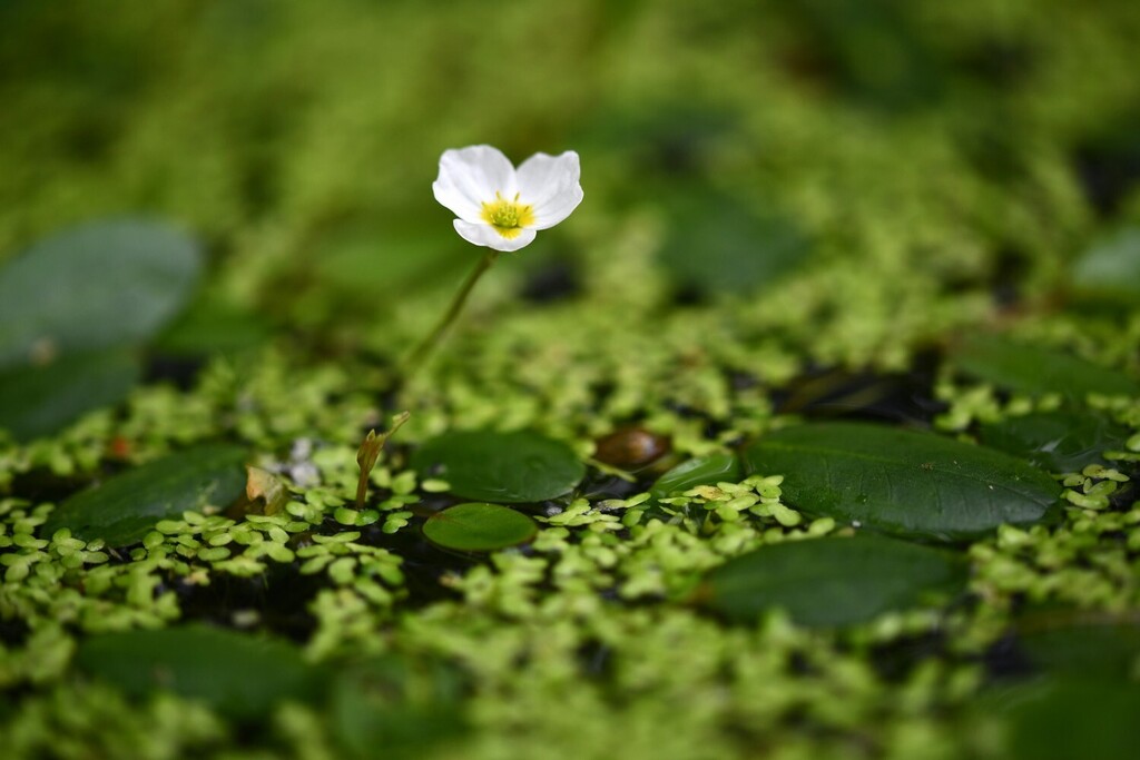 Floating water-plantain (Luronium natans)