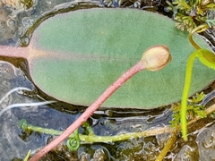 Floating water-plantain (Luronium natans)