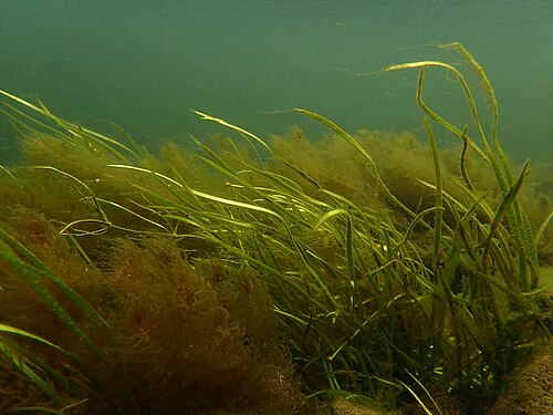 Floating water-plantain: Floating water-plantain (Luronium natans), Afon Gwyrfai, Snowdonia, Wales, UK.