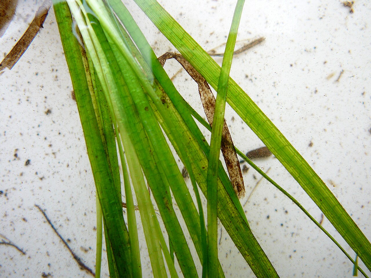 Floating water-plantain: Luronium natans floating water-plantain showing characteristic 'ladder' venation pattern