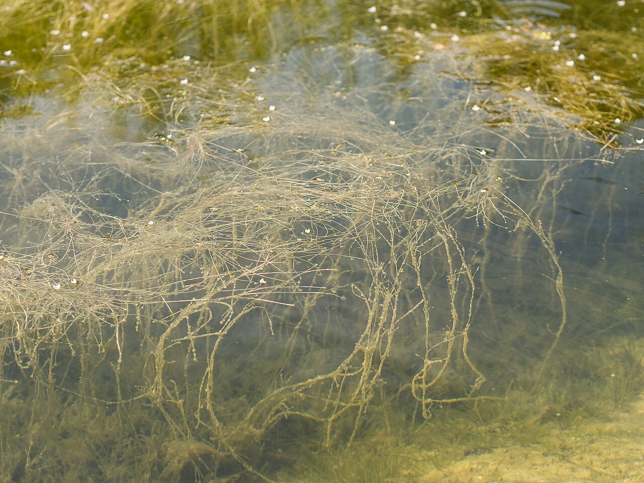 Floating water-plantain: voďanka žabí
