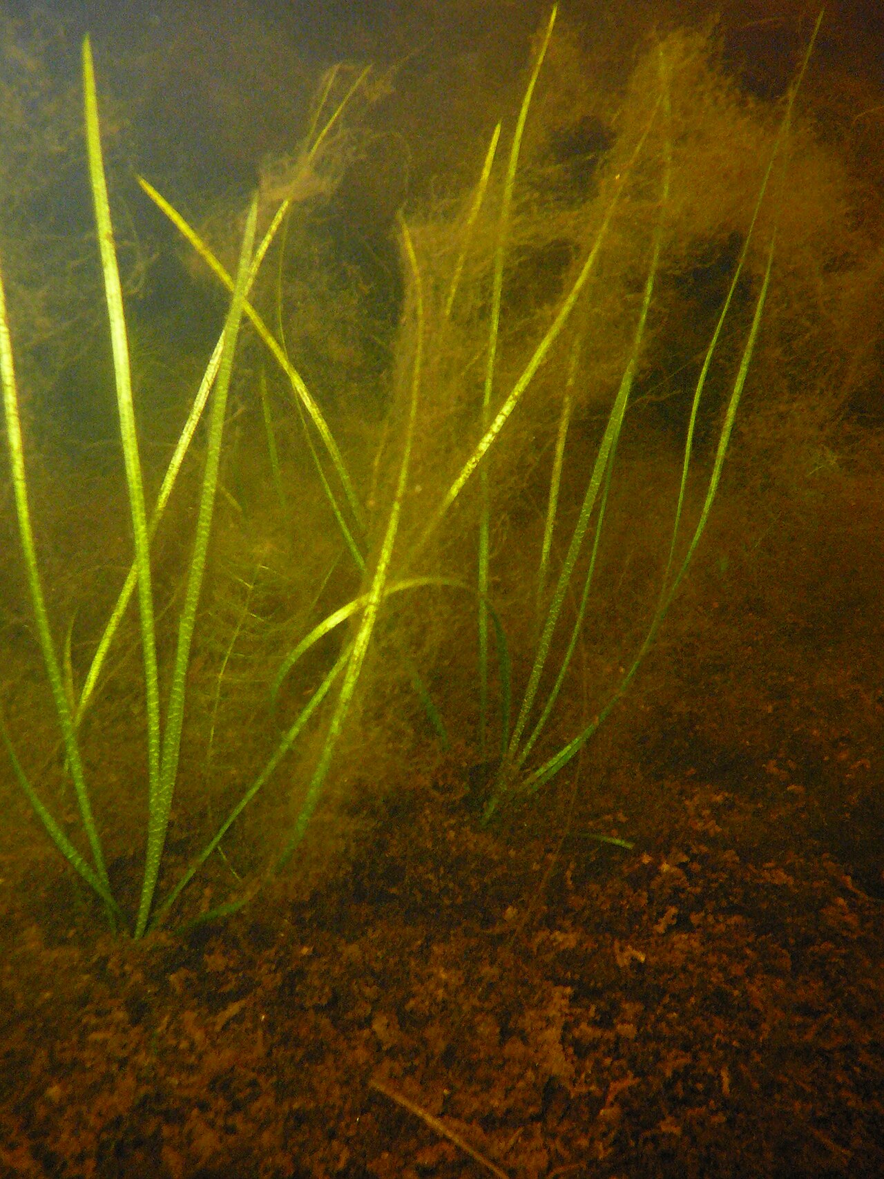 Floating water-plantain: Luronium natans growing in peaty substrate. Llyn Hir, Ceredigion, Wales, UK.