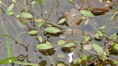 Floating water-plantain (Luronium natans)
