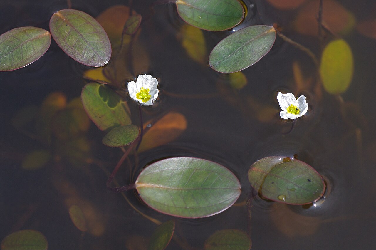 Floating water-plantain: Flowering Floating Water-plantain , Luronium natans , a rare species of aquatic plant (Alismataceae).