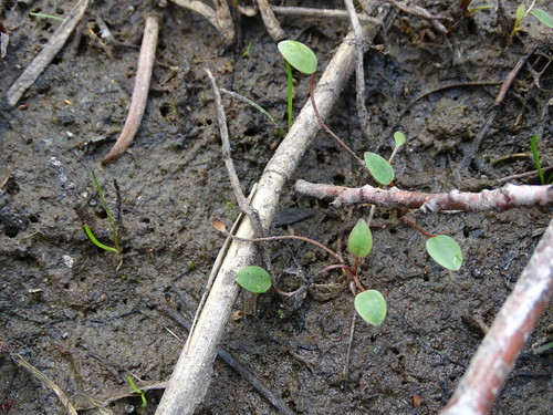 Floating water-plantain (Luronium natans)