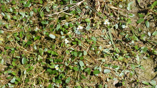 Floating water-plantain (Luronium natans)