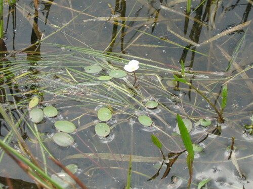 Floating water-plantain (Luronium natans)