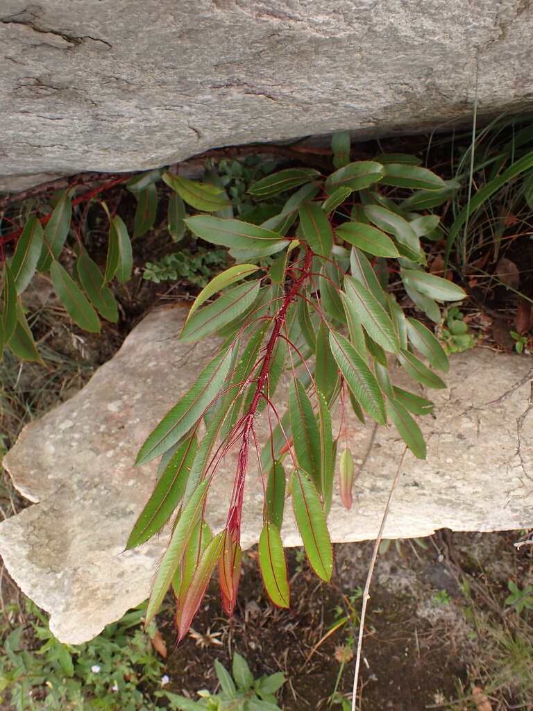 Luxemburgia damazioana (Luxemburgia damazioana)
