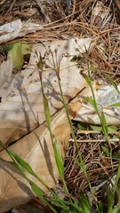 Hairy woodrush (Luzula acuminata)