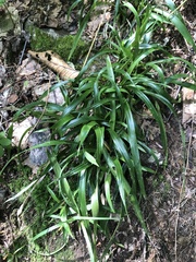 Hairy woodrush (Luzula acuminata)