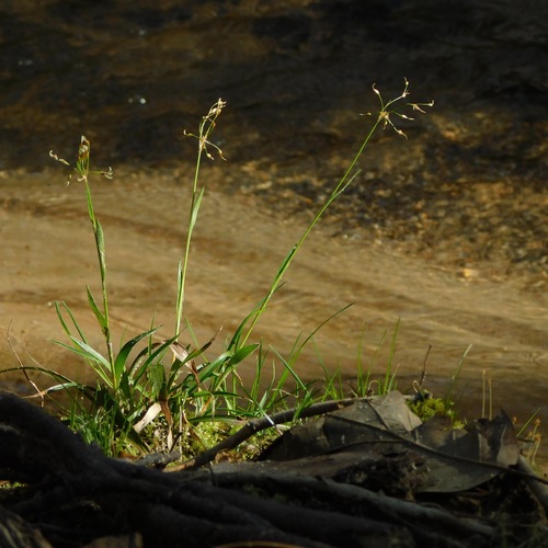 Hairy woodrush (Luzula acuminata)