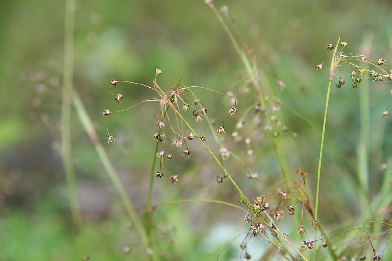 Hairy woodrush: Location taken: Longwood Gardens, Kennett Square, Pennsylvania.. Names: Luzula acuminata Raf., Hairy Wood Rush, Hairy Woodrush, sharp pointed woodrush, Wood Rus