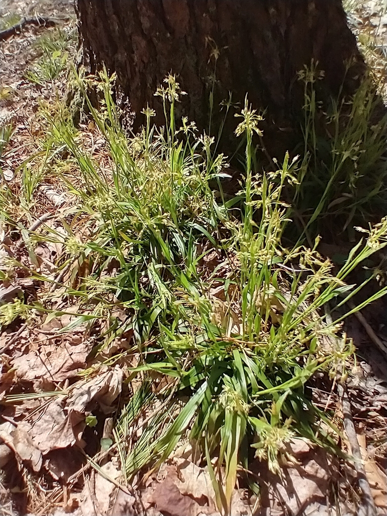 Hairy woodrush (Luzula acuminata)