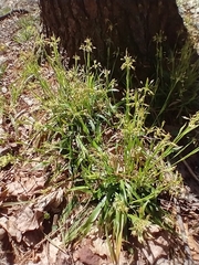 Hairy woodrush (Luzula acuminata)