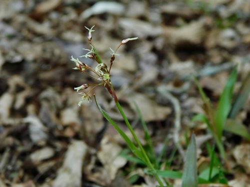 Hairy woodrush (Luzula acuminata)