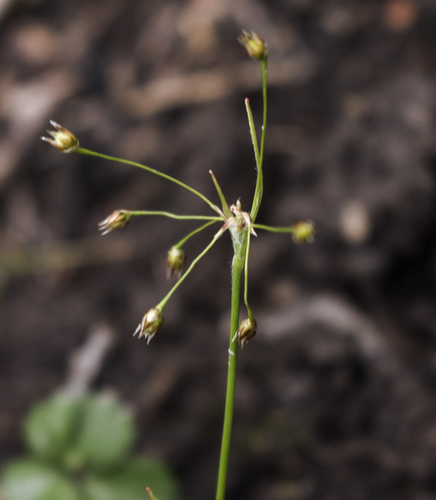 Hairy woodrush (Luzula acuminata)