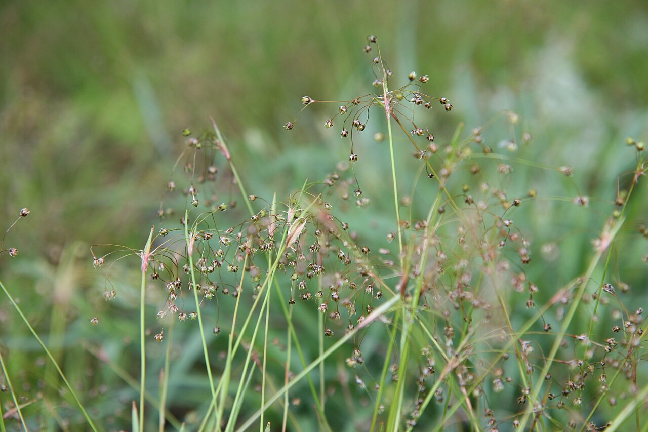 Hairy woodrush: Location taken: Longwood Gardens, Kennett Square, Pennsylvania.. Names: Luzula acuminata Raf., Hairy Wood Rush, Hairy Woodrush, sharp pointed woodrush, Wood Rus