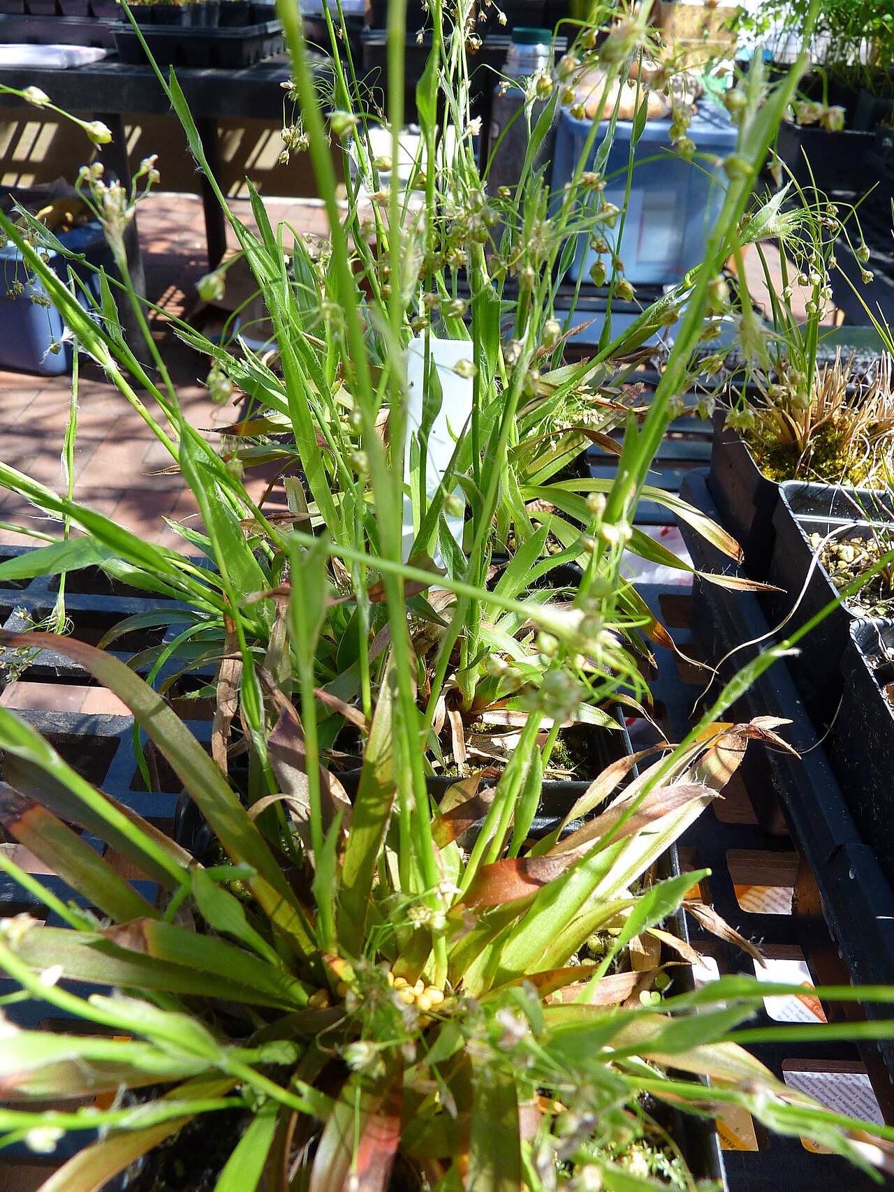 Hairy woodrush: Luzula acuminata for sale at the Farmers Market in Madison, Wisconsin