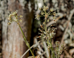 Hairy woodrush (Luzula acuminata)