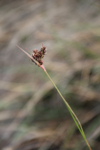Luzula africana (Luzula africana)