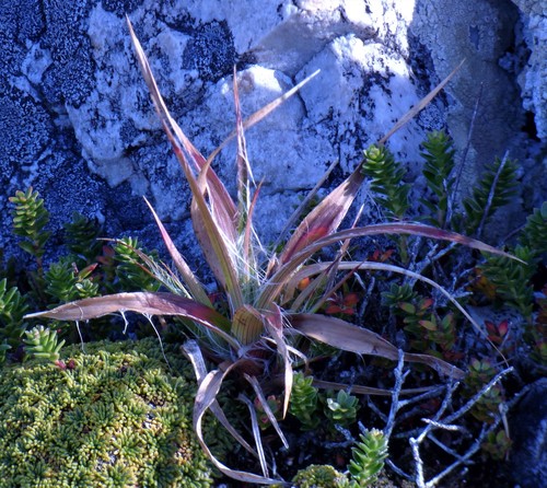 Luzula alopecurus (Luzula alopecurus)
