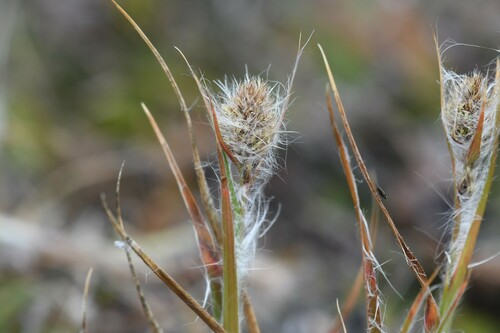 Luzula alopecurus (Luzula alopecurus)