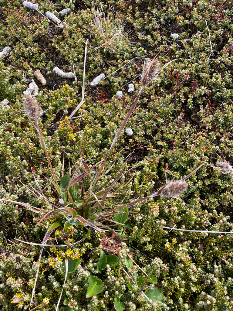 Luzula alopecurus (Luzula alopecurus)