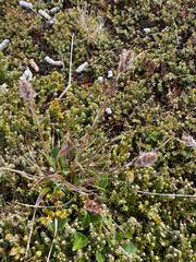 Luzula alopecurus (Luzula alopecurus)