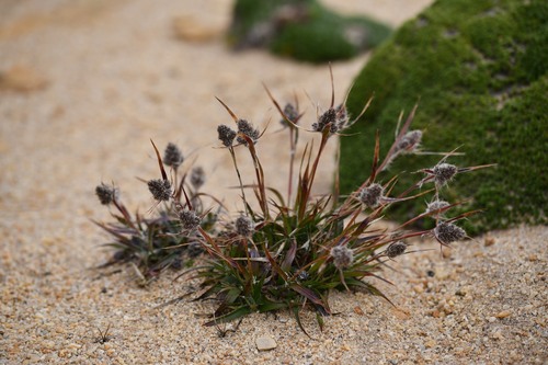 Luzula alopecurus (Luzula alopecurus)