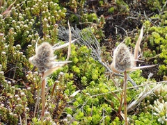 Luzula alopecurus (Luzula alopecurus)