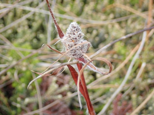 Luzula alopecurus (Luzula alopecurus)