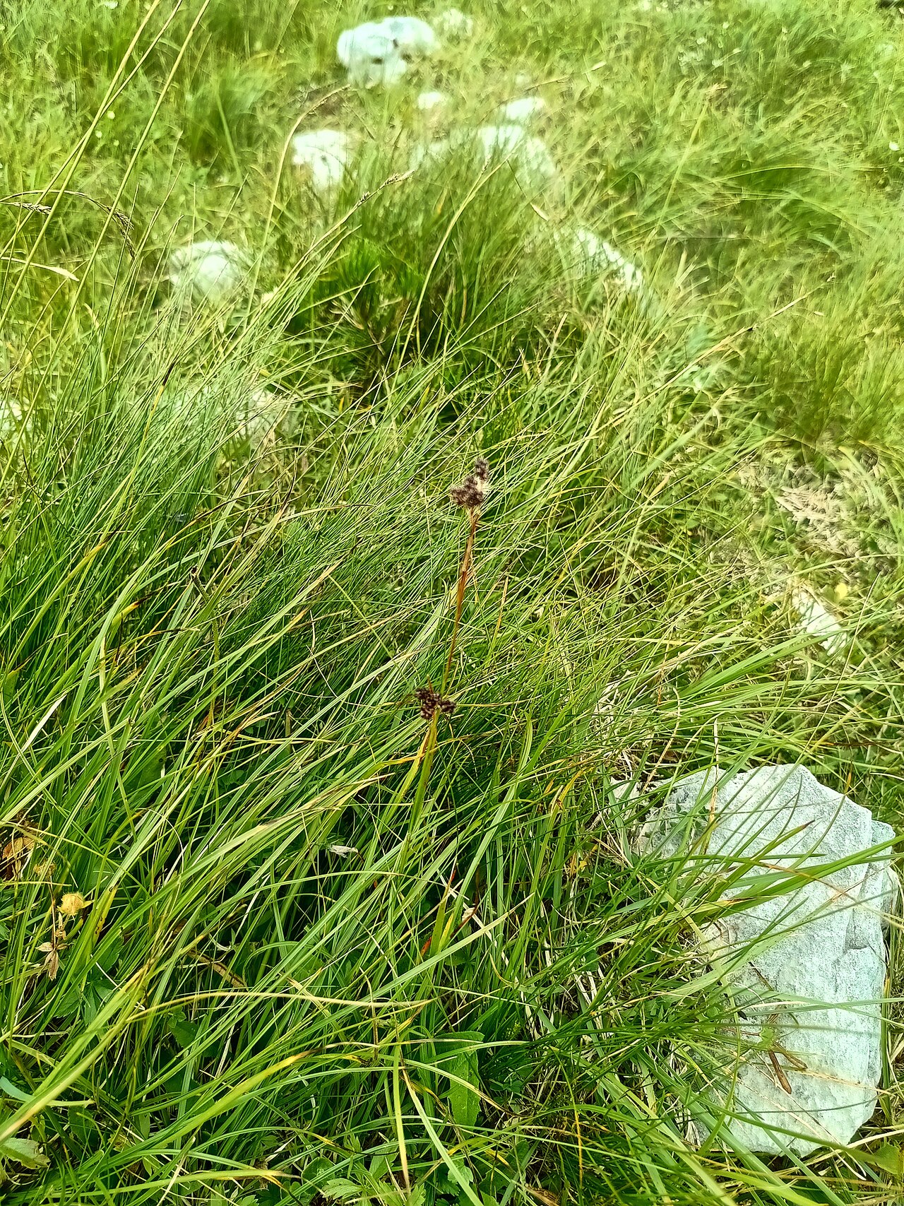 Luzula alpina: Luzula alpina in Austria