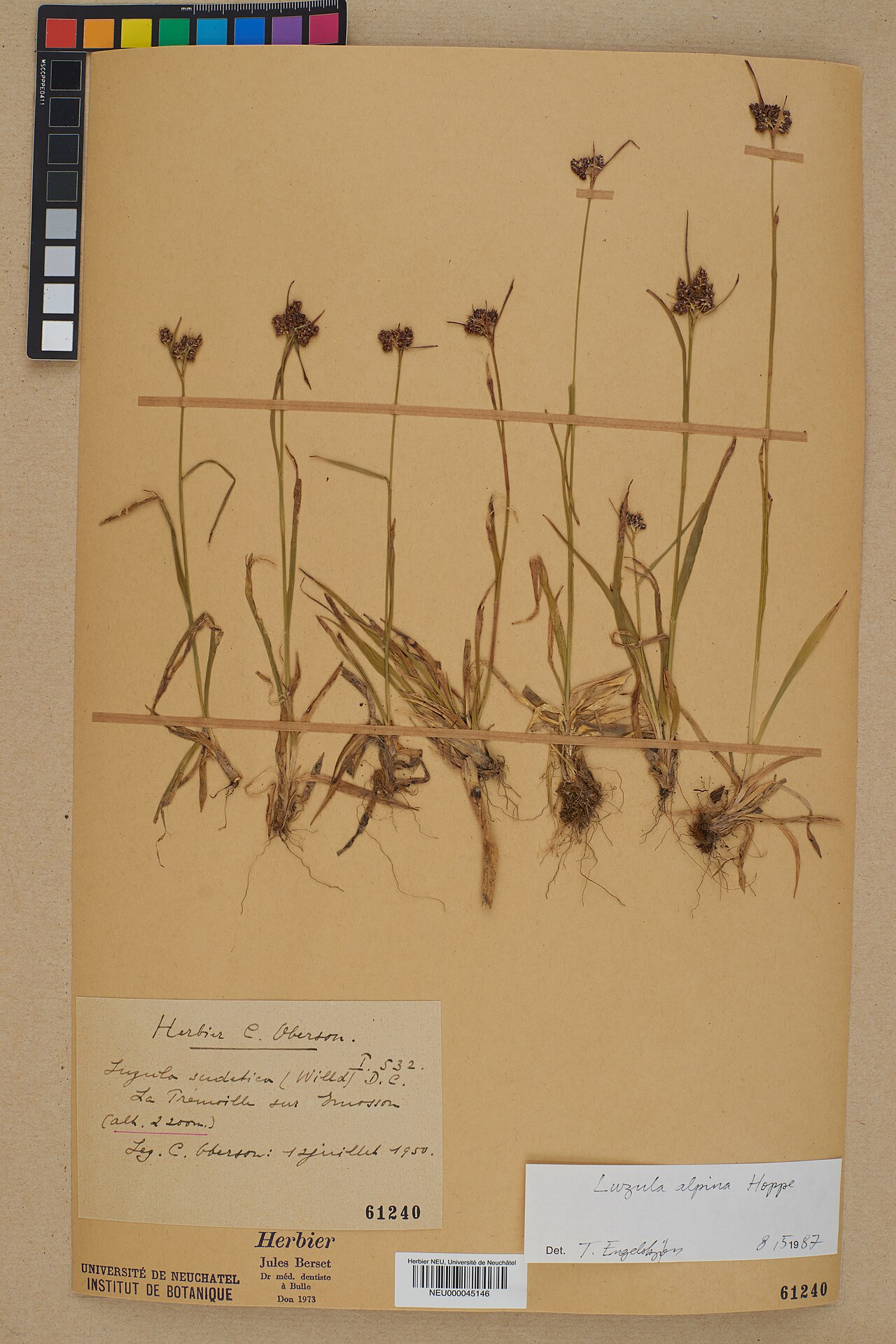 Luzula alpina: Dried pressed specimen of en:Luzula alpina