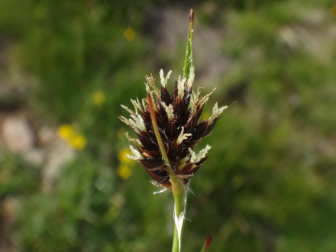 Luzula alpina: Luzula alpina in Austria