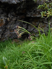 Alpine woodrush (Luzula alpinopilosa)