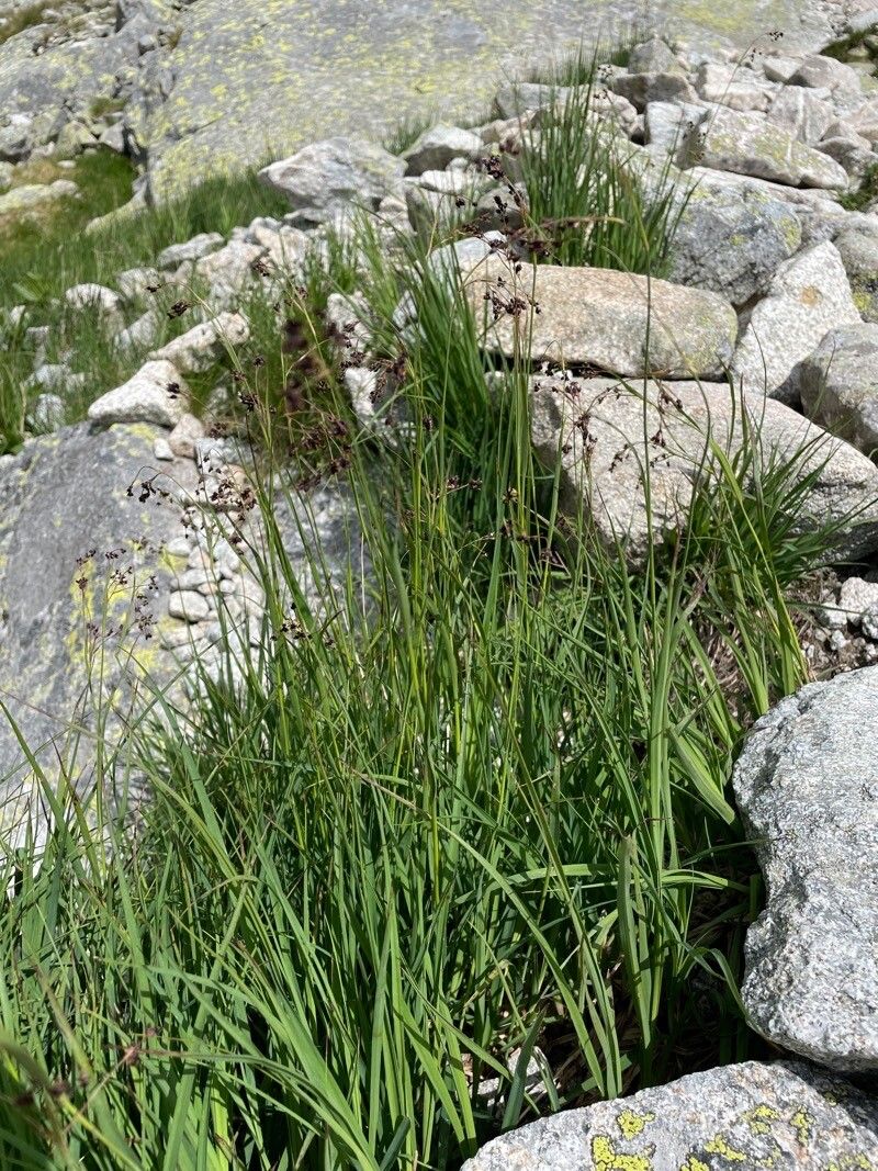 Alpine woodrush (Luzula alpinopilosa)