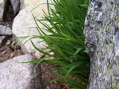 Alpine woodrush: Luzula spadicea = Luzula alpino-pilosa (pl. kosmatka brunatna), habitat: Tatra Mountains , Kozi Wierch )