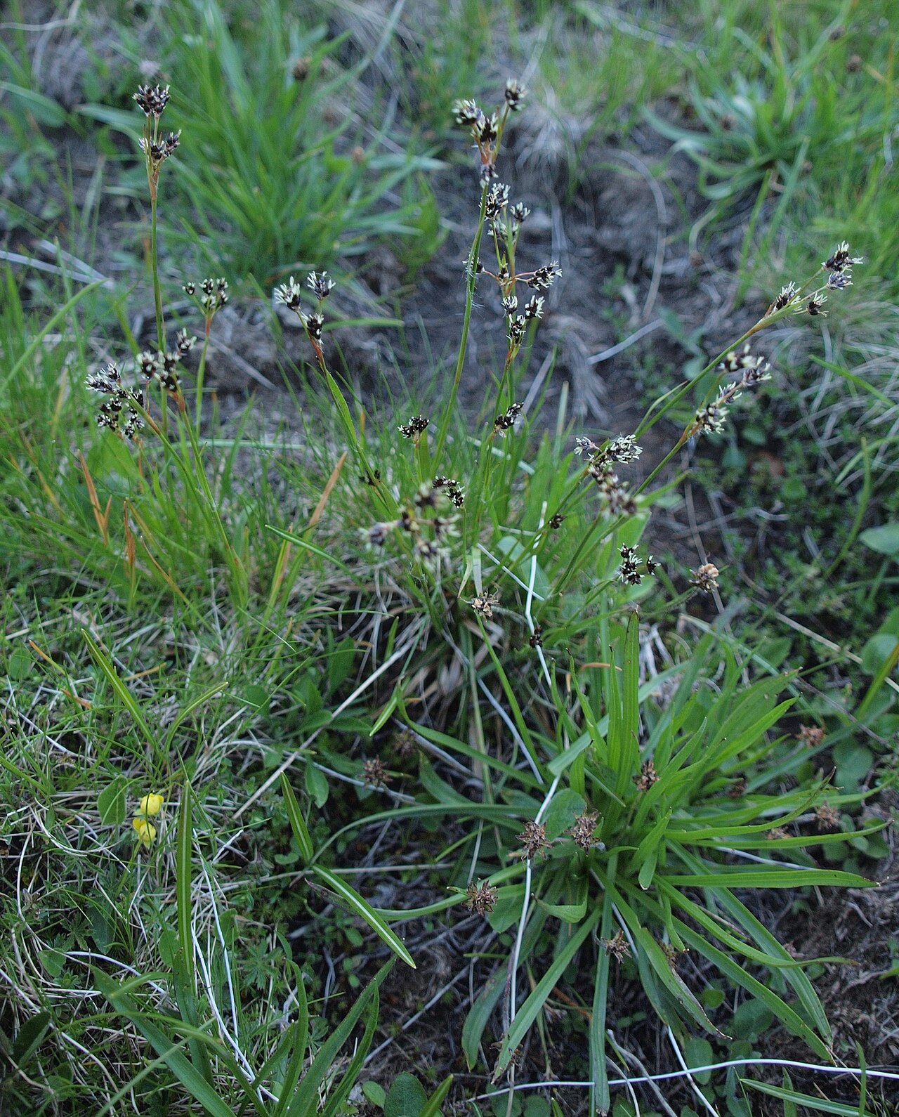 Alpine woodrush: Luzula alpinopilosa Plantago atrata Opuvani do leg P.Cikovac