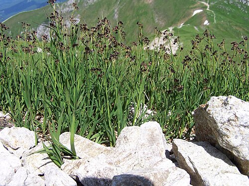 Alpine woodrush: Luzula spadicea = Luzula alpino-pilosa (pl. kosmatka brunatna), habitat: Tatra Mountains , Ciemniak )