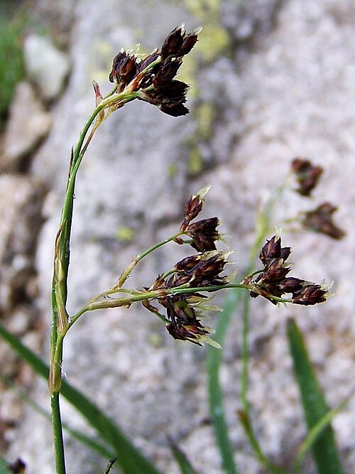 Alpine woodrush: Luzula spadicea = Luzula alpino-pilosa (pl. kosmatka brunatna), habitat: Tatra Mountains , Orla Perć )