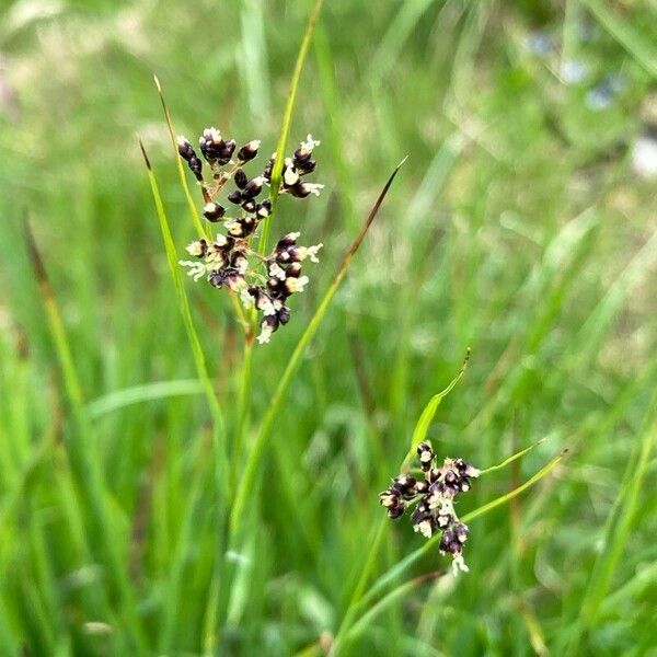 Alpine woodrush (Luzula alpinopilosa)
