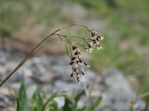 Alpine woodrush (Luzula alpinopilosa)