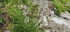 Alpine woodrush (Luzula alpinopilosa)