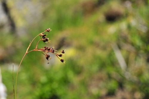 Alpine woodrush (Luzula alpinopilosa)
