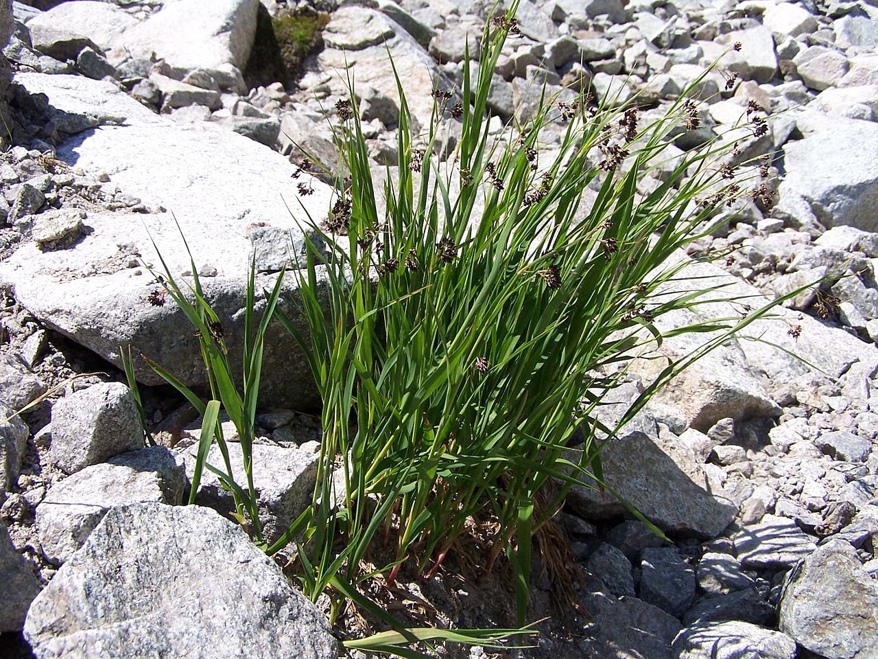 Alpine woodrush: Luzula spadicea (pl. kosmatka brunatna), habitat: Tatra Mountains , Dolina Pańszczyca