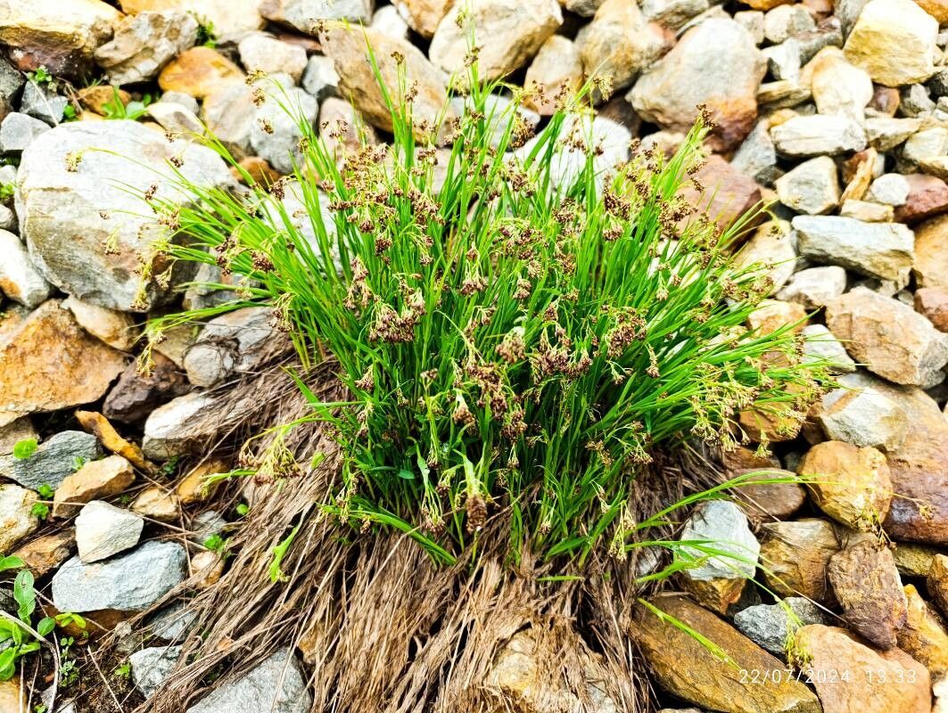 Alpine woodrush (Luzula alpinopilosa)